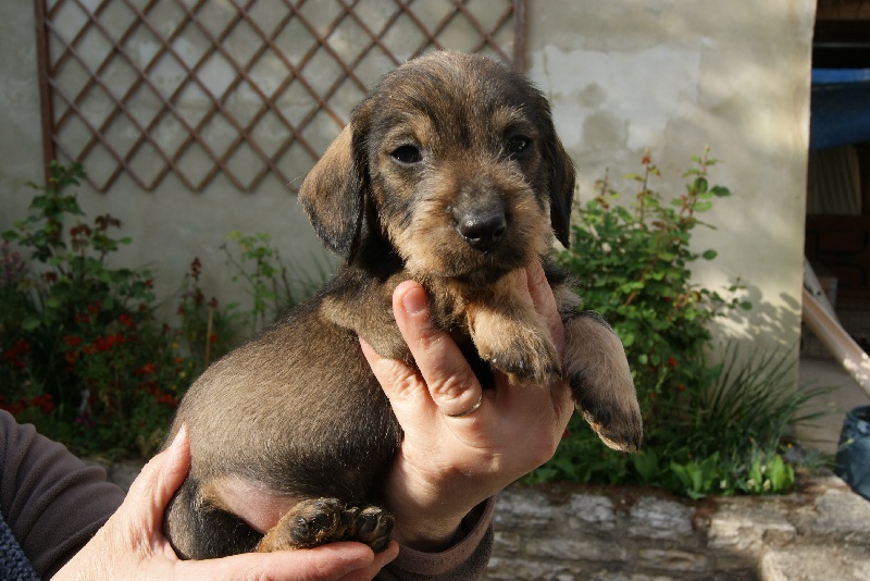 des Amis de Bruce - Teckel poil dur - Portée née le 04/04/2010